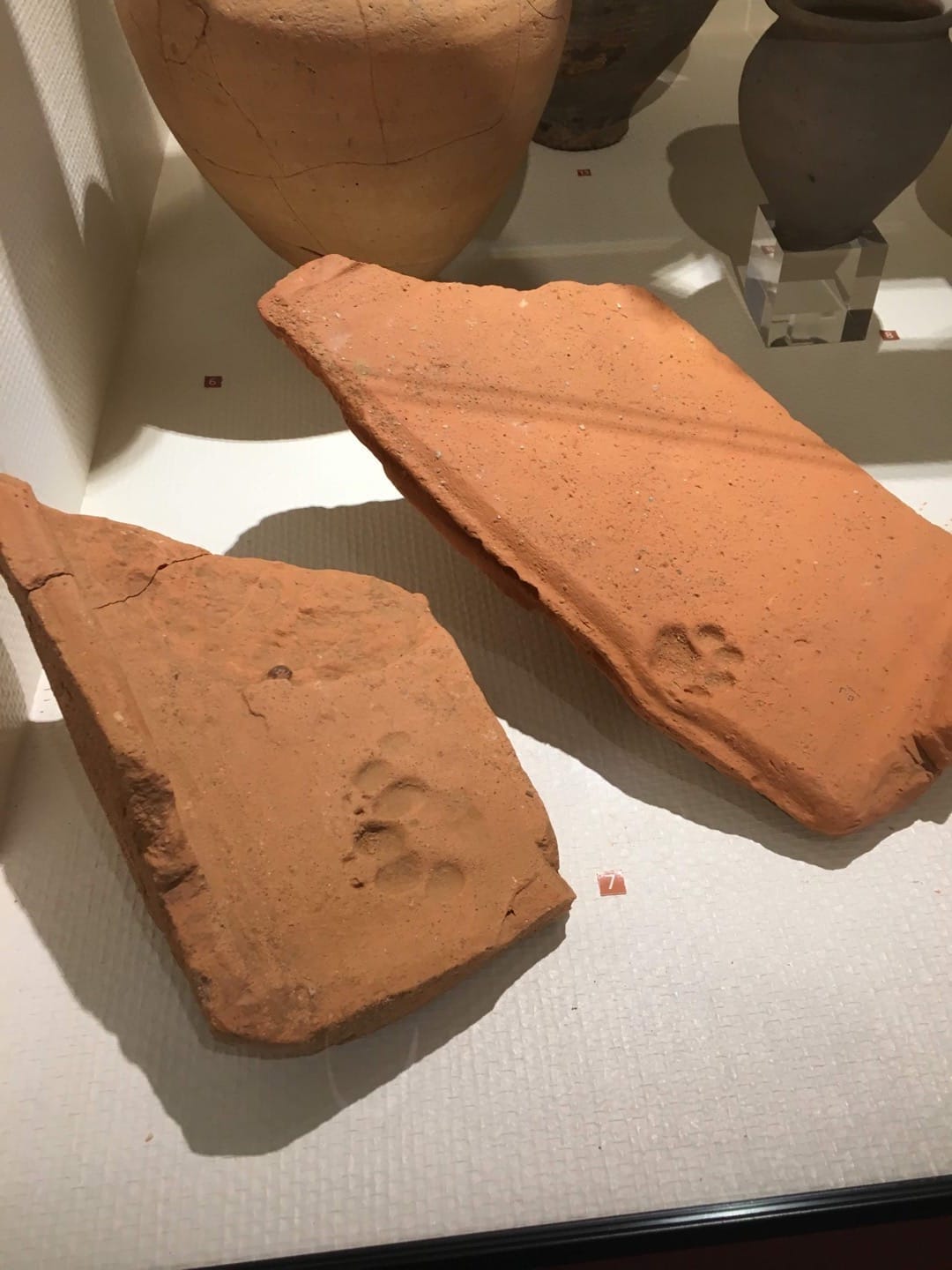 Paw prints in pottery