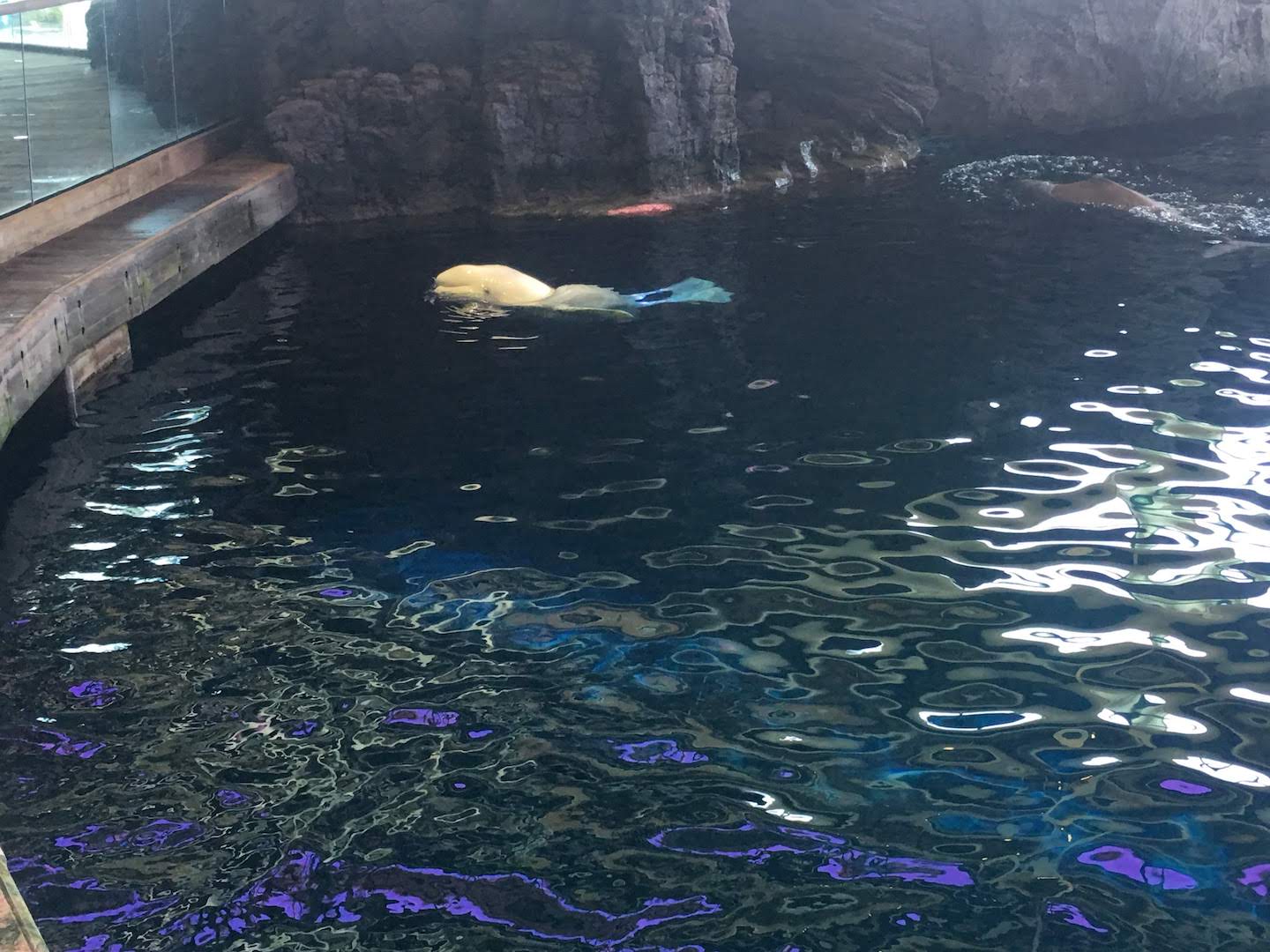 Beluga Whale