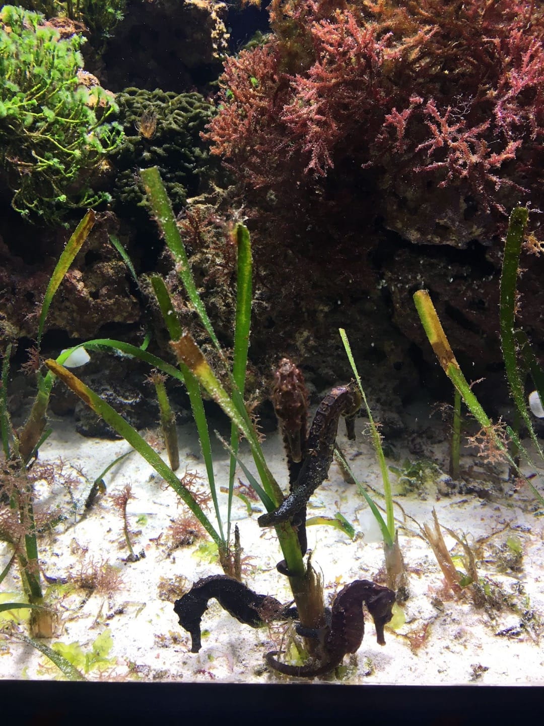 Sea Horses