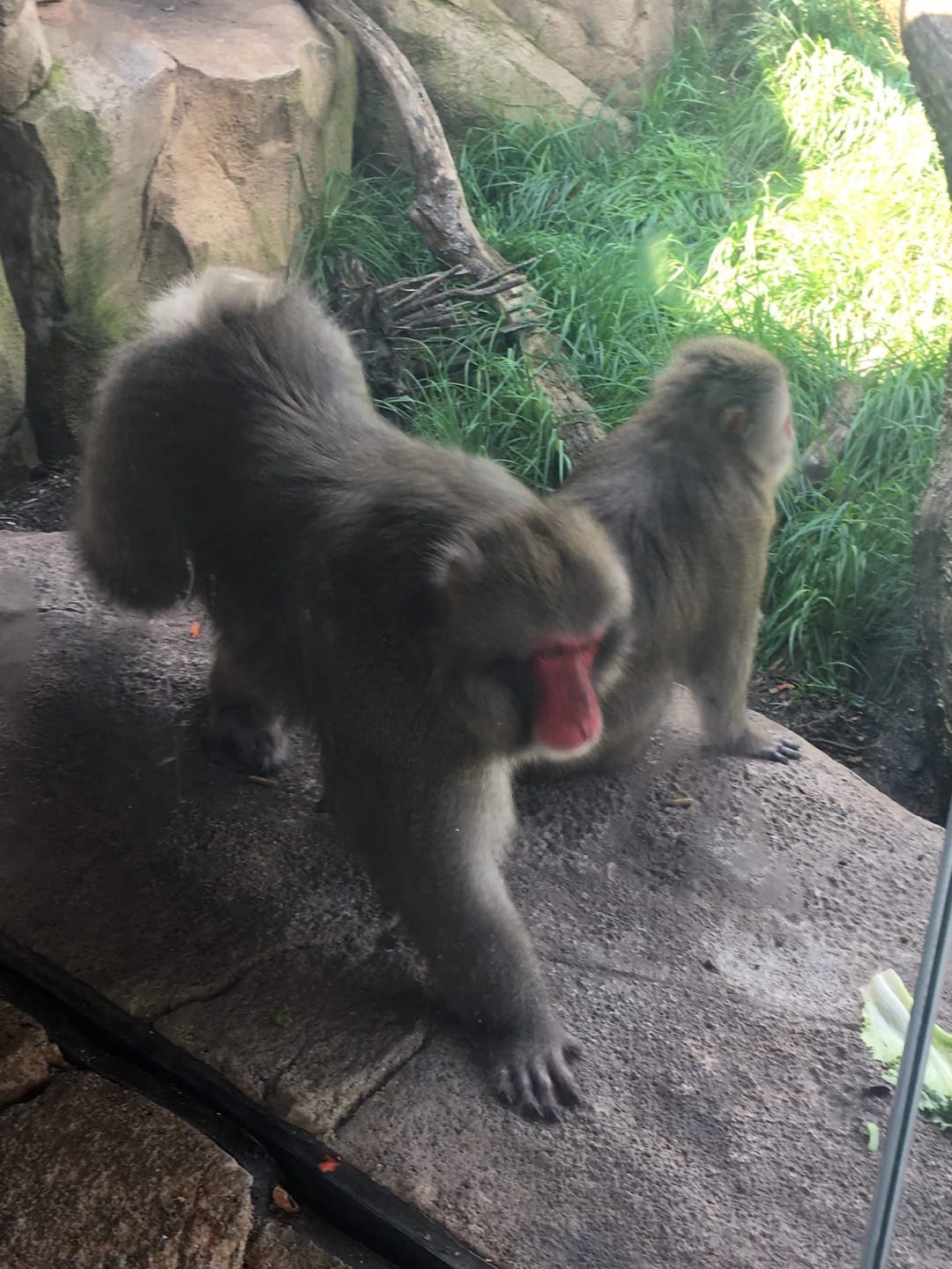 baboon